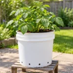 Potato foliage growing in a white bucket with low drainage holes on a raised wooden support