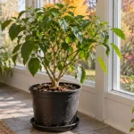 Mature potted pepper plant beside a sunroom window in autumn