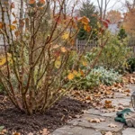 Rose bush with autumn leaves beside gloves and a bucket of soil