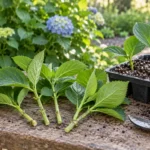 Hydrangea stem cuttings beside a tray of loose rooting medium