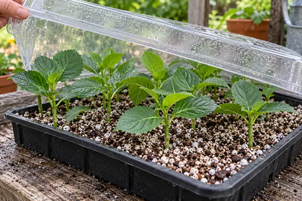 Hydrangea cuttings in a propagation tray with a clear cover lifted for ventilation