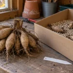 Dahlia tuber clump beside an open box of coarse vermiculite for winter storage