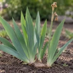 Healthy green bearded iris leaf fans beside a spent flower stalk above a surface rhizome
