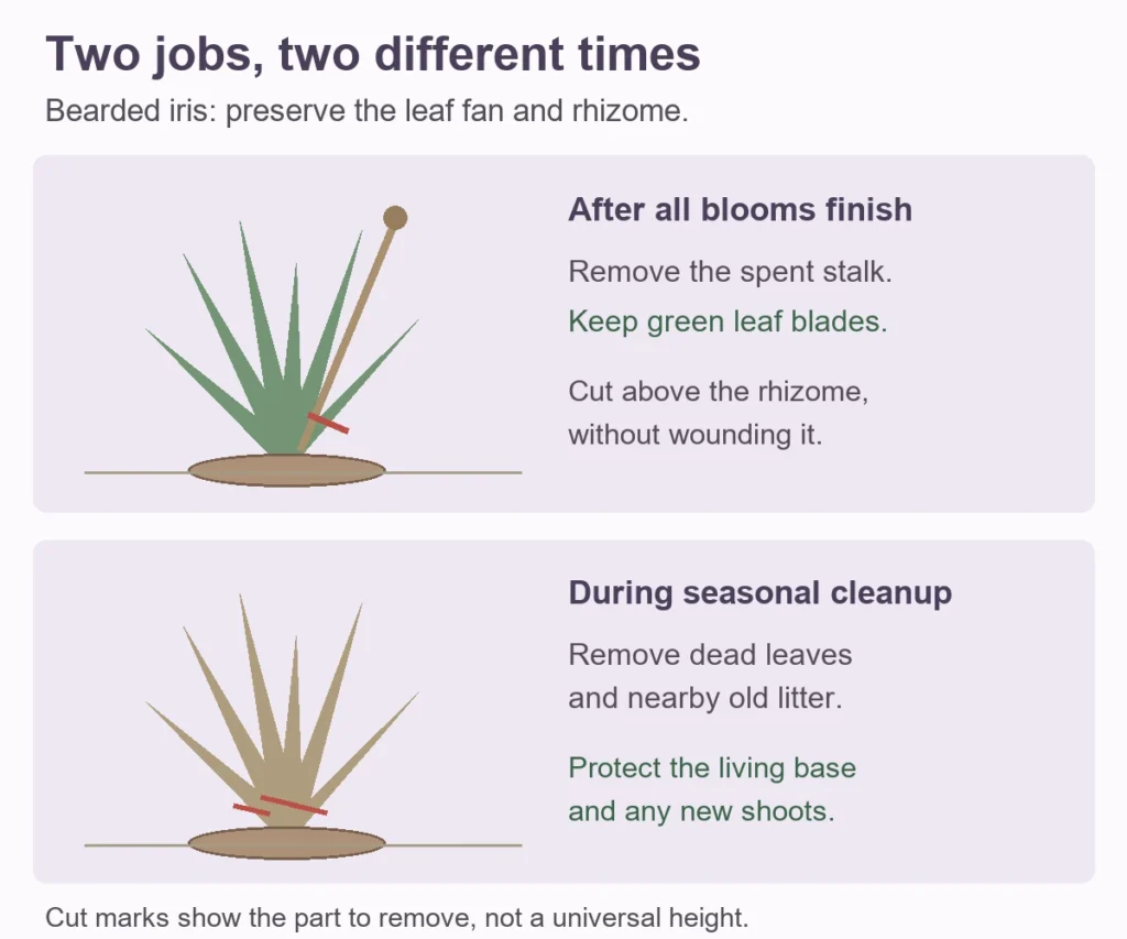 Bearded iris flower stalk and green leaf fan shown separately, with the spent stalk cut above the rhizome
