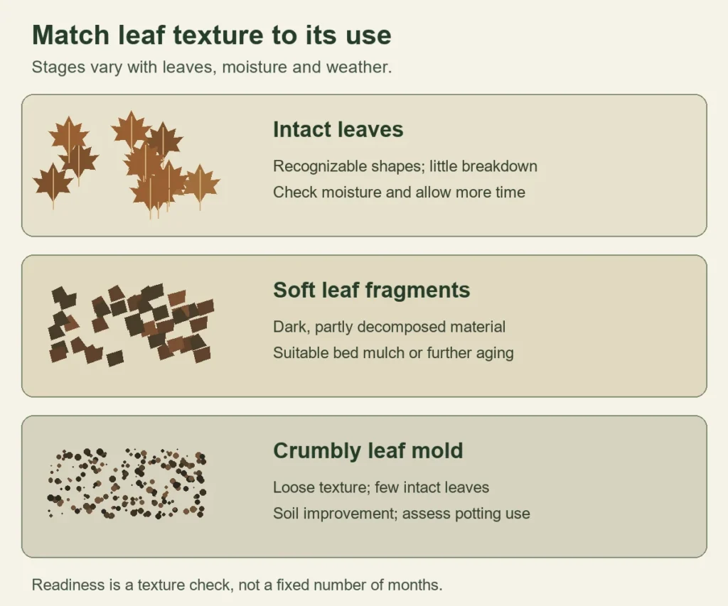 Three stages from intact fallen leaves to soft fragments and crumbly leaf mold