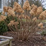 Leafless Limelight hydrangea shrub with dried flower panicles in a winter garden