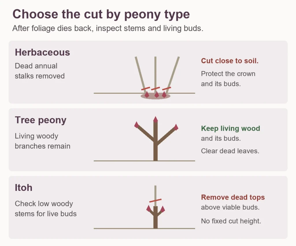 Herbaceous, tree and Itoh peonies compared by the living growth to preserve during fall cleanup