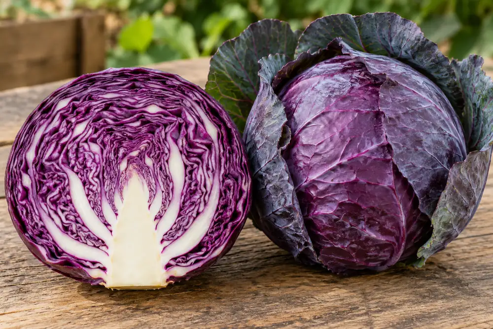 Red-purple cabbage cut in half to reveal tightly layered purple and white leaves