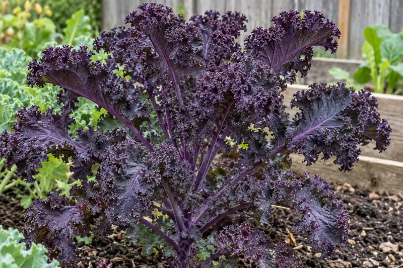 Purple-red curly kale leaves growing on an upright garden plant