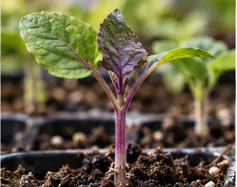Purple Seedling Leaves Young seedling with purple stem and purple-green leaves