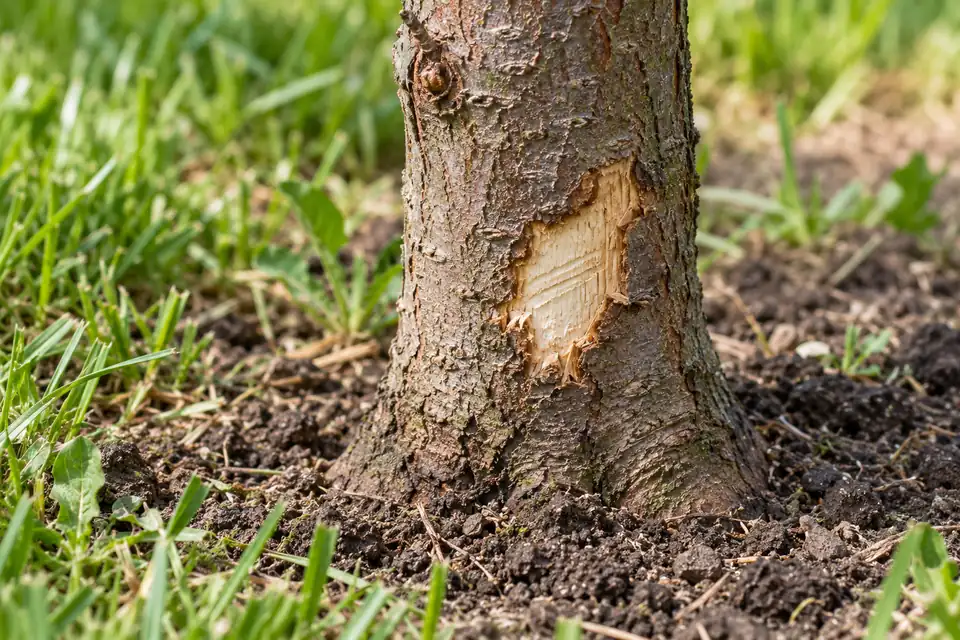 Small bark wound with gnawing grooves near the soil surface