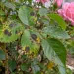 Rose leaflets with dark spots and yellowing beside a pink bloom