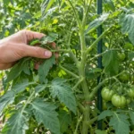 A hand parts leaves on a supported tomato plant bearing green fruit