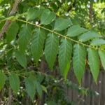 Long compound leaf with pointed smooth-edged leaflets beside a fence