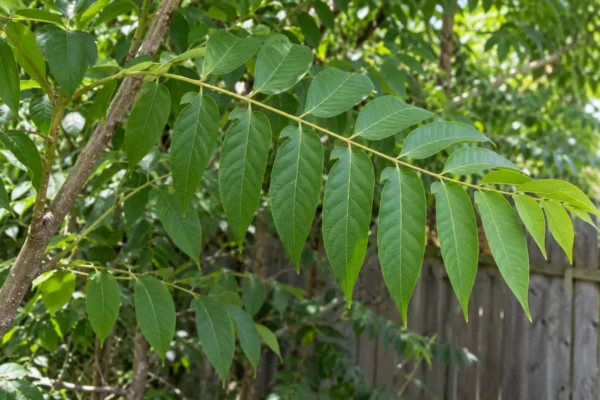 Long compound leaf with pointed smooth-edged leaflets beside a fence