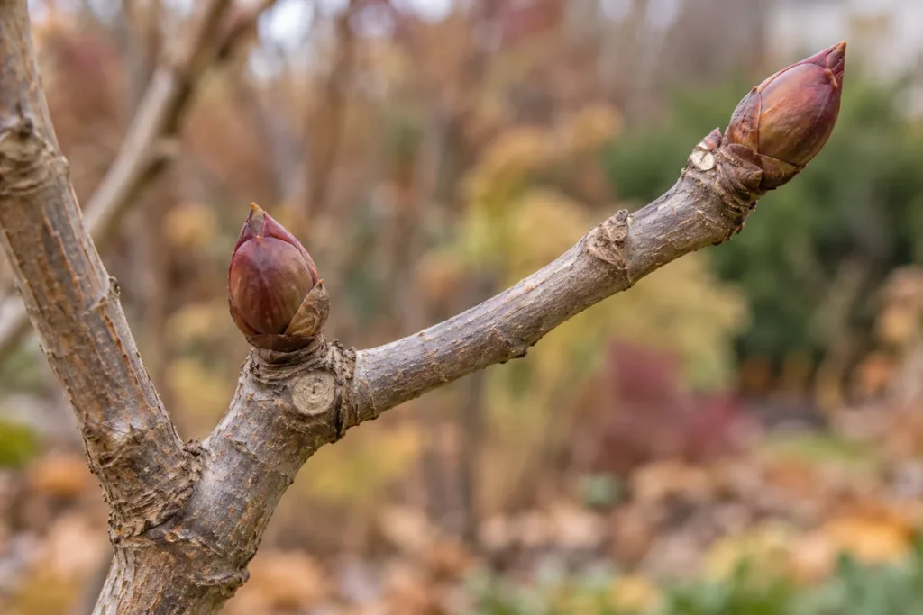 Firm buds on a persistent woody tree peony branch after leaf fall