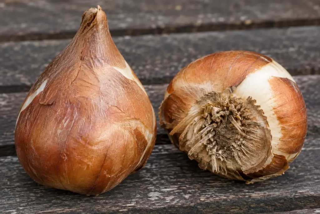 Firm tulip bulbs showing the pointed growing tip and flat basal plate