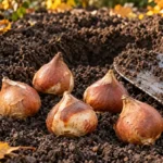 Firm tulip bulbs beside a hand trowel on loose soil in an autumn garden